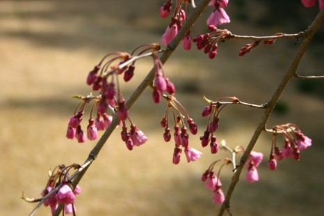 しだれ桜