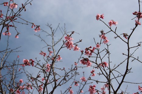 桜