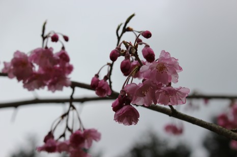 しだれ桜