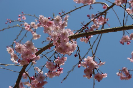 しだれ桜