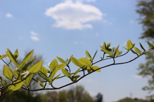 夏椿