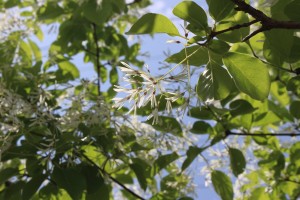 雪の花